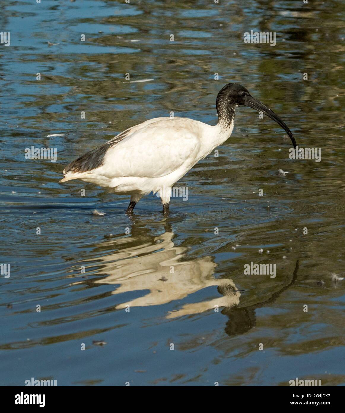 Sacred / White Ibis, Threskiornis molucca, wading and reflected in the blue water of a lake in a city park in Australia Stock Photo
