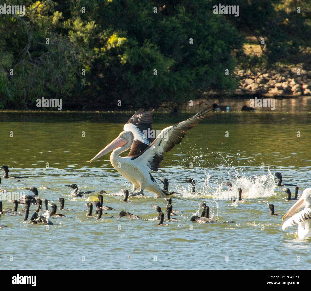 Australian Pelican, Pelecanus conspicillatus, in flight among a flock of black cormorants fishing in the waters of a lake in a city park. Stock Photo