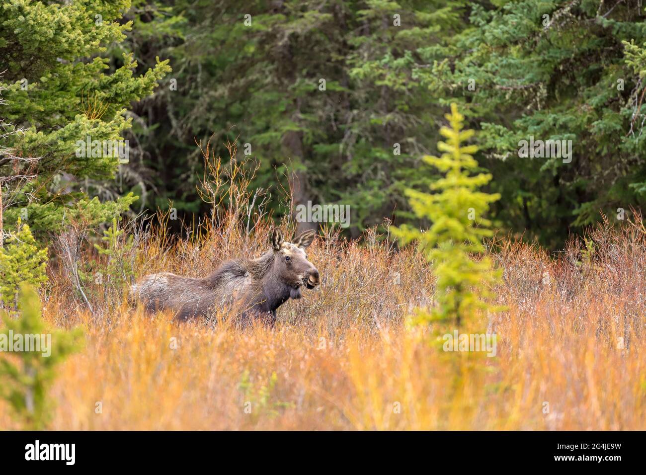 Young moose in Yellowstone National Park in the rain Stock Photo