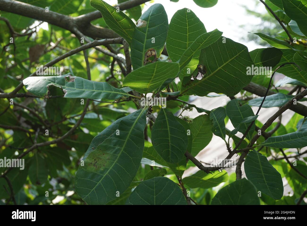 Cashew leaves and flower with a natural background Stock Photo