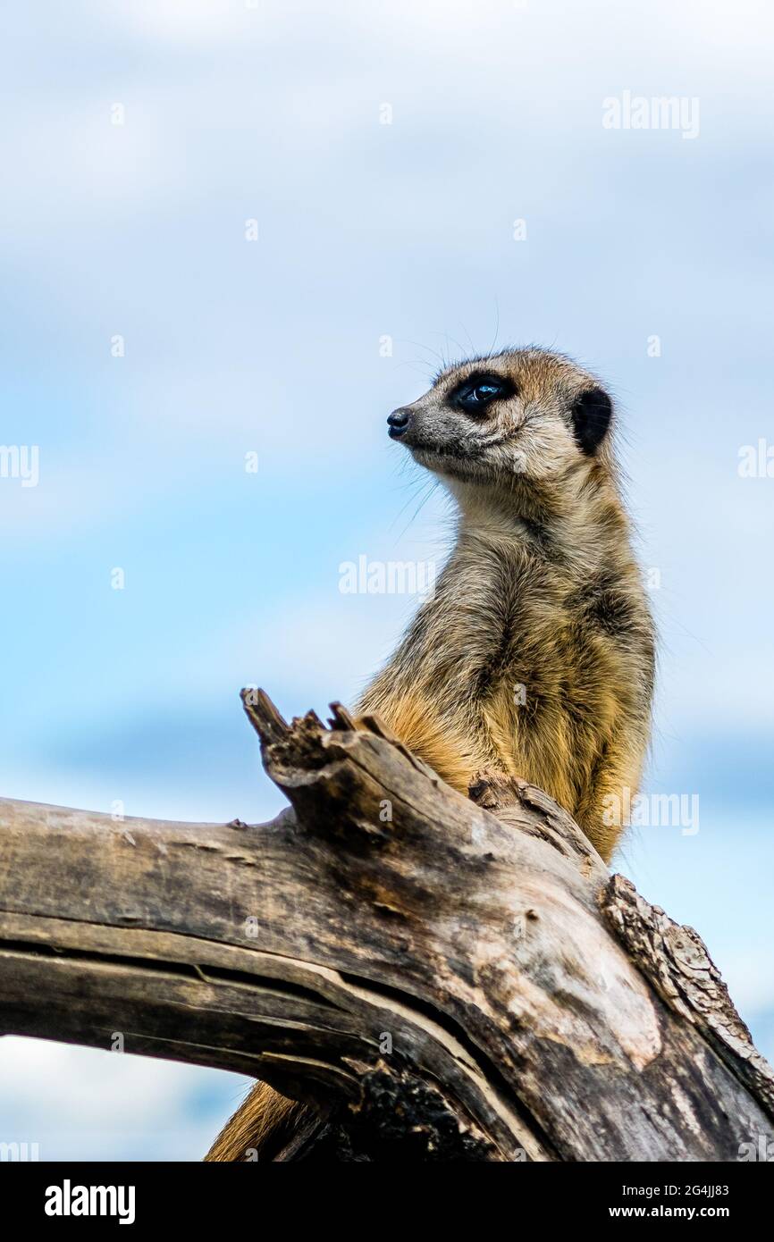 A cute meerkat standing high Stock Photo