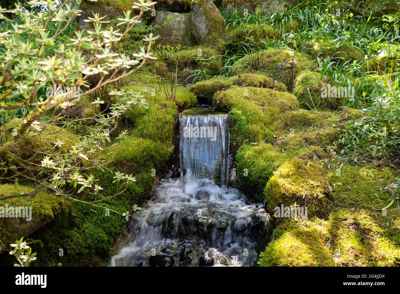 Closeup shot of a babbling waterfall through mossy rocks in a ...
