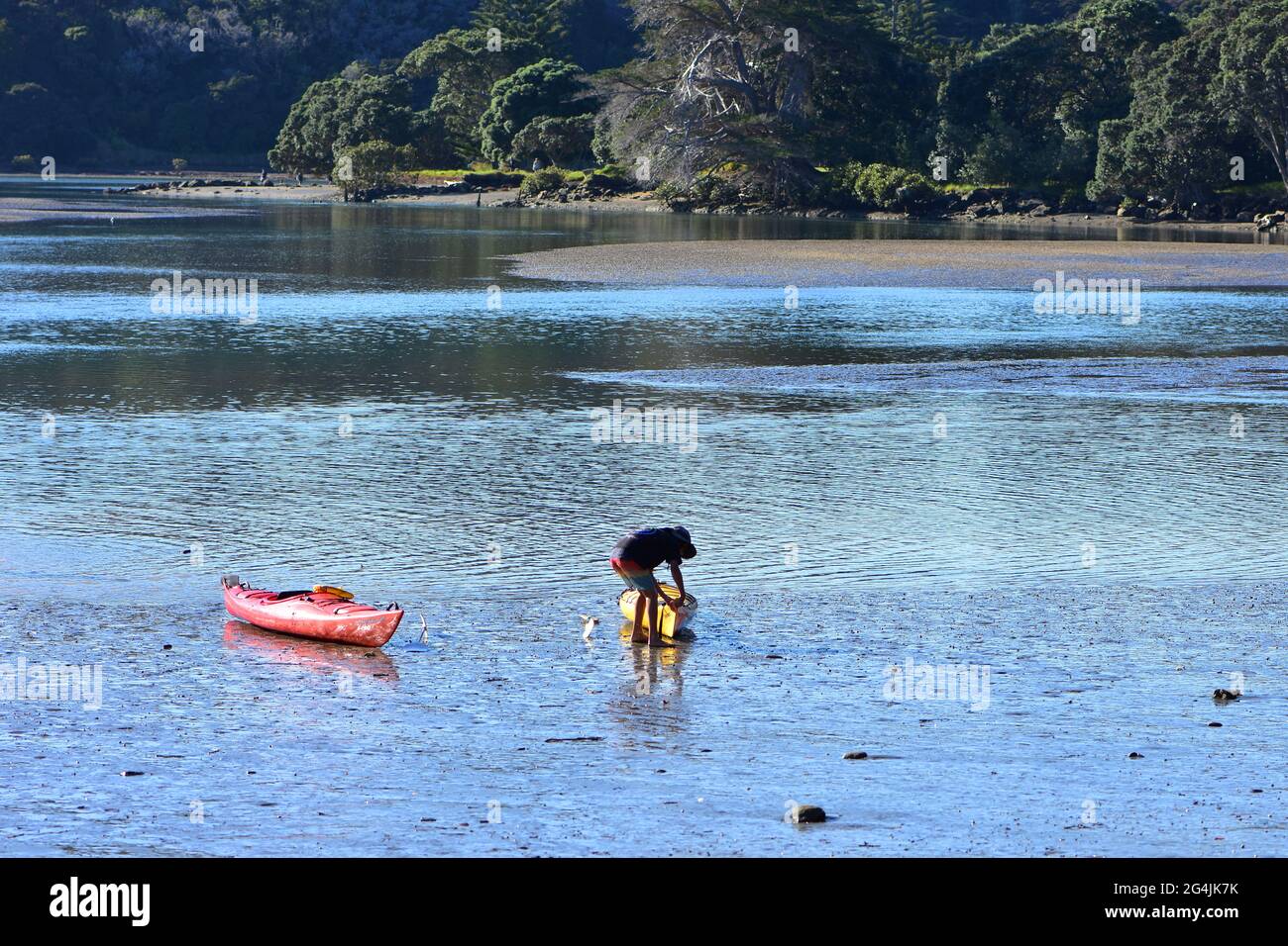 Boy inspecting one of plastic kayaks on mudflat exposed at low tide in Puhoi River estuary. Stock Photo