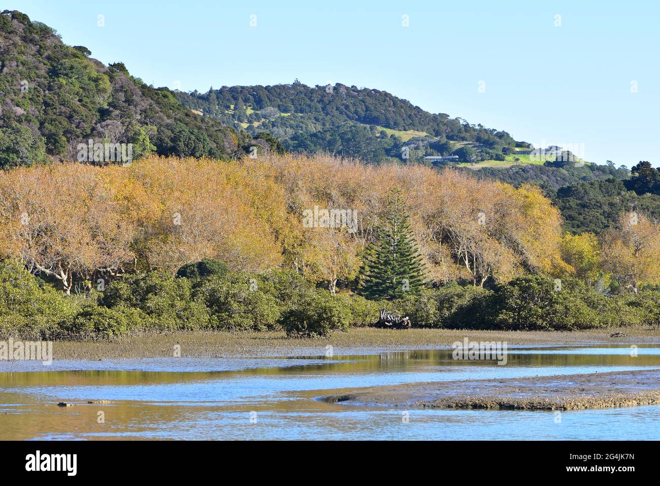 Autumn trees with yellow and brown leaves along coast of shallow estuary with mudflats exposed at low tide. Stock Photo