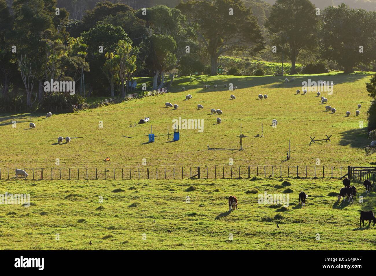 Green paddock with large trees to create shade divided between sheep and cows by wire fence. Stock Photo