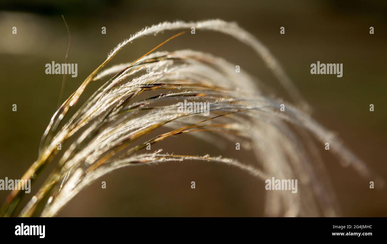 Feather grass. Beautiful blur background with selective focus on grass. Selective focus Stock Photo