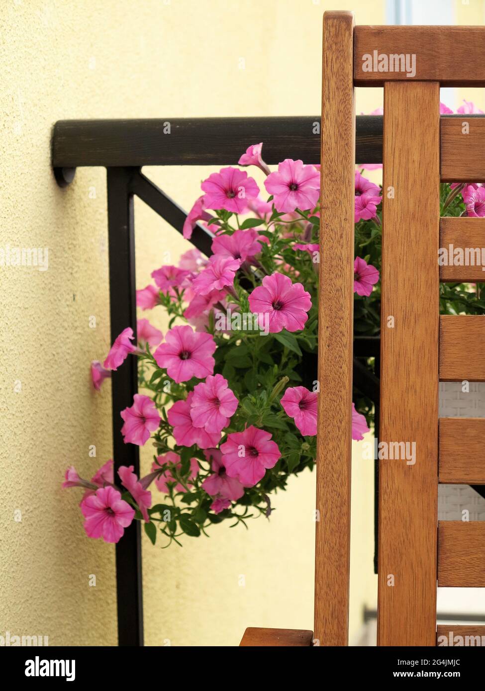 Blooming beautiful pink Petunia flowers and white watering can stands on table. Flowers on balcony Stock Photo
