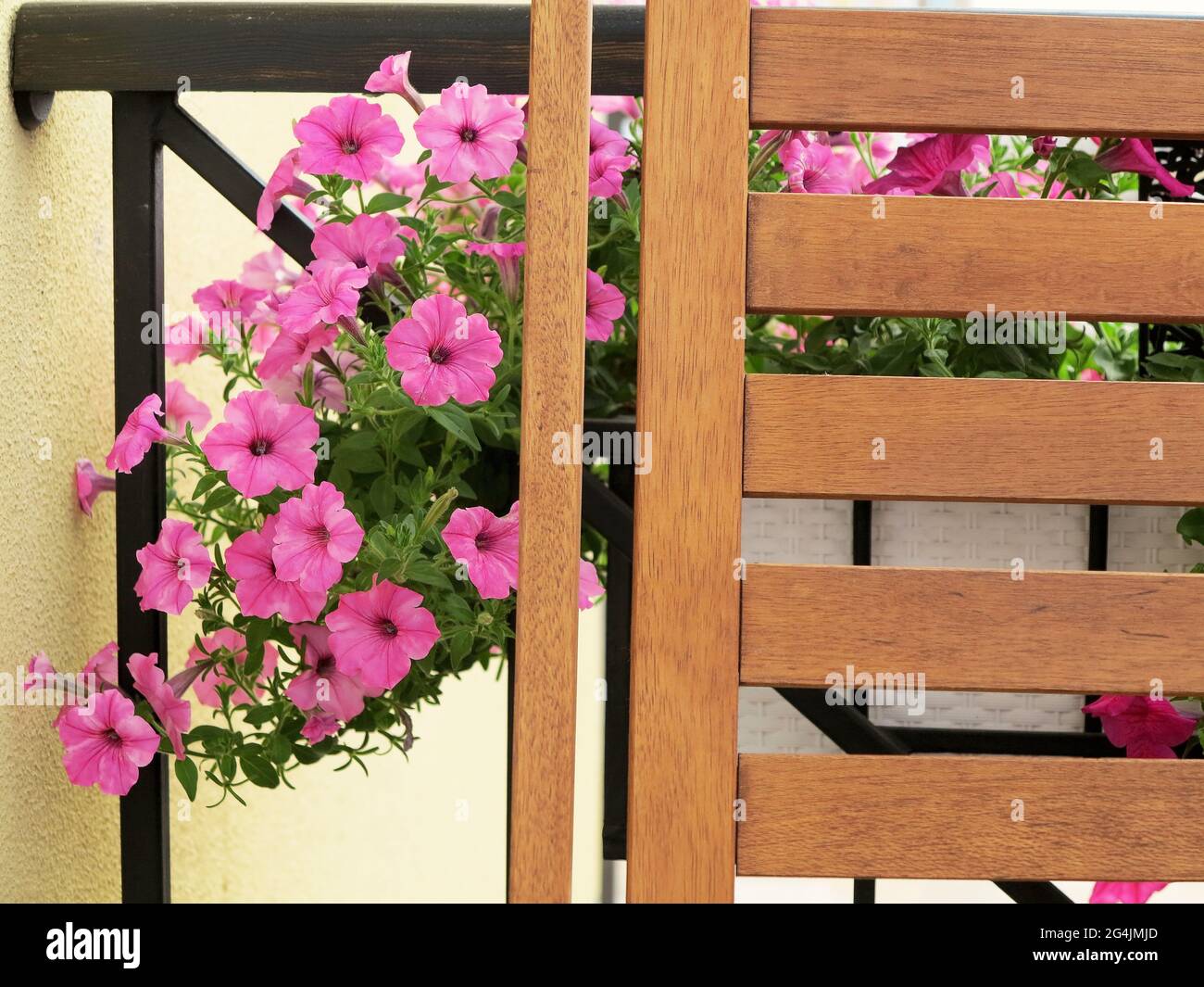 Blooming beautiful pink Petunia flowers and white watering can stands on table. Flowers on balcony Stock Photo