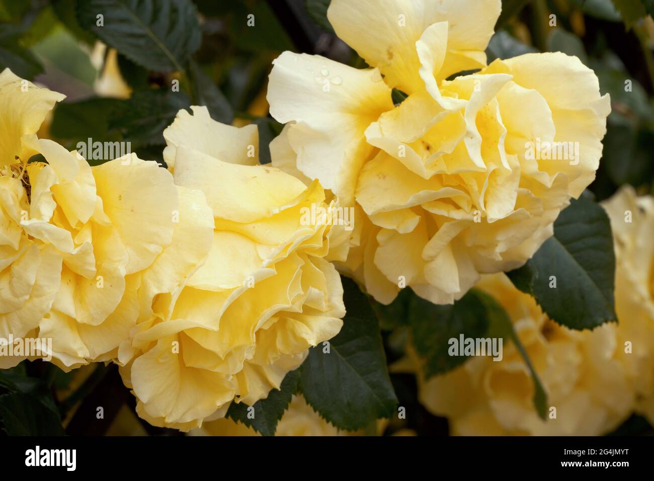 Spring Yellow Roses Images Large, fragrant, sumptuous, yellow roses with a bud against a dark ...
