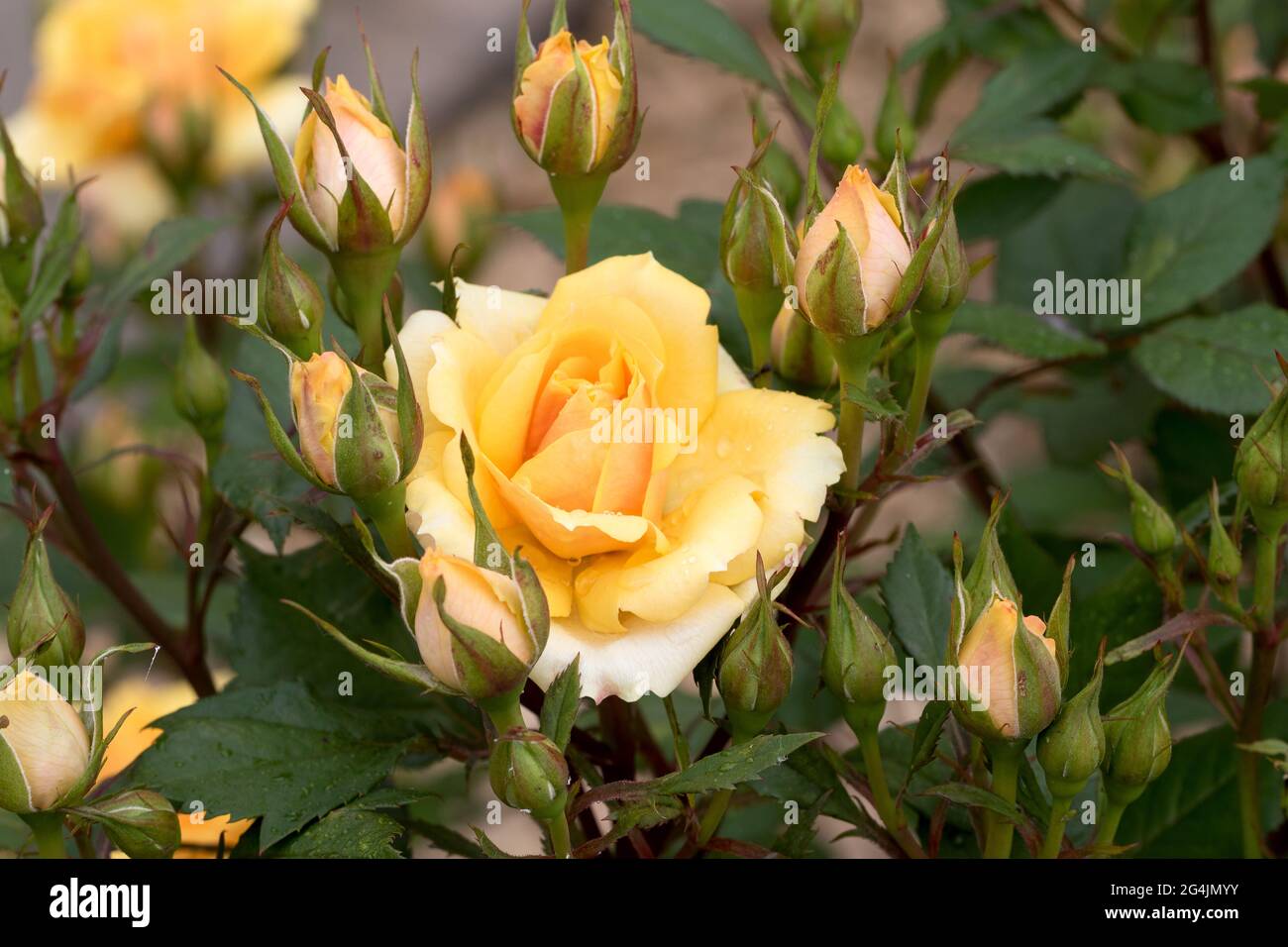 Spring Yellow Roses Images Large, fragrant, sumptuous, yellow roses with a bud against a dark ...