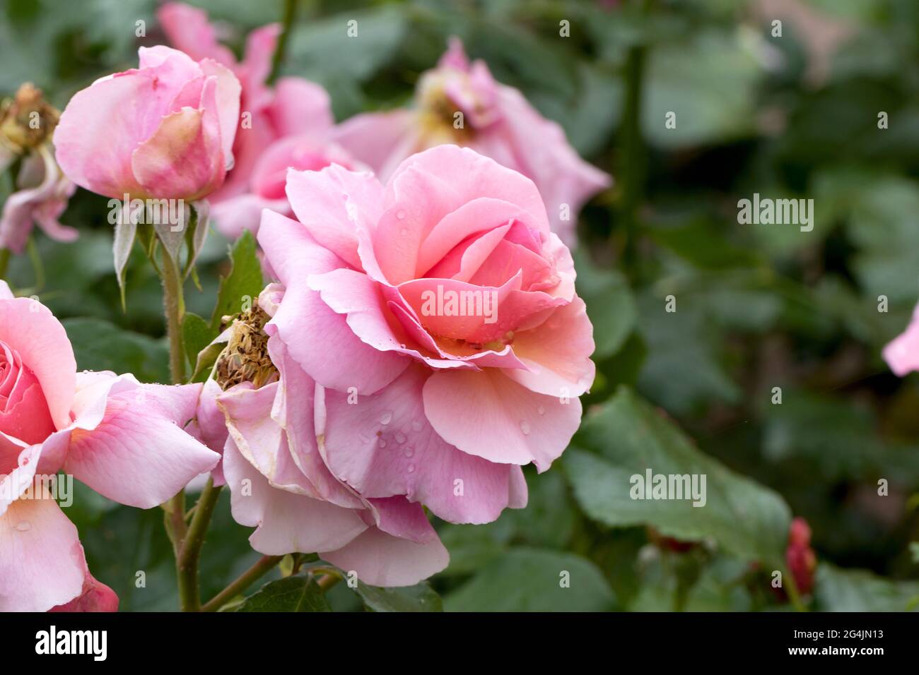 Large, fragrant, sumptuous, coral-pink roses with a bud against a dark-leafed  rose shrub in spring. Pink rose flowers on the rose bush in the garden i  Stock Photo - Alamy, image size:1300x956