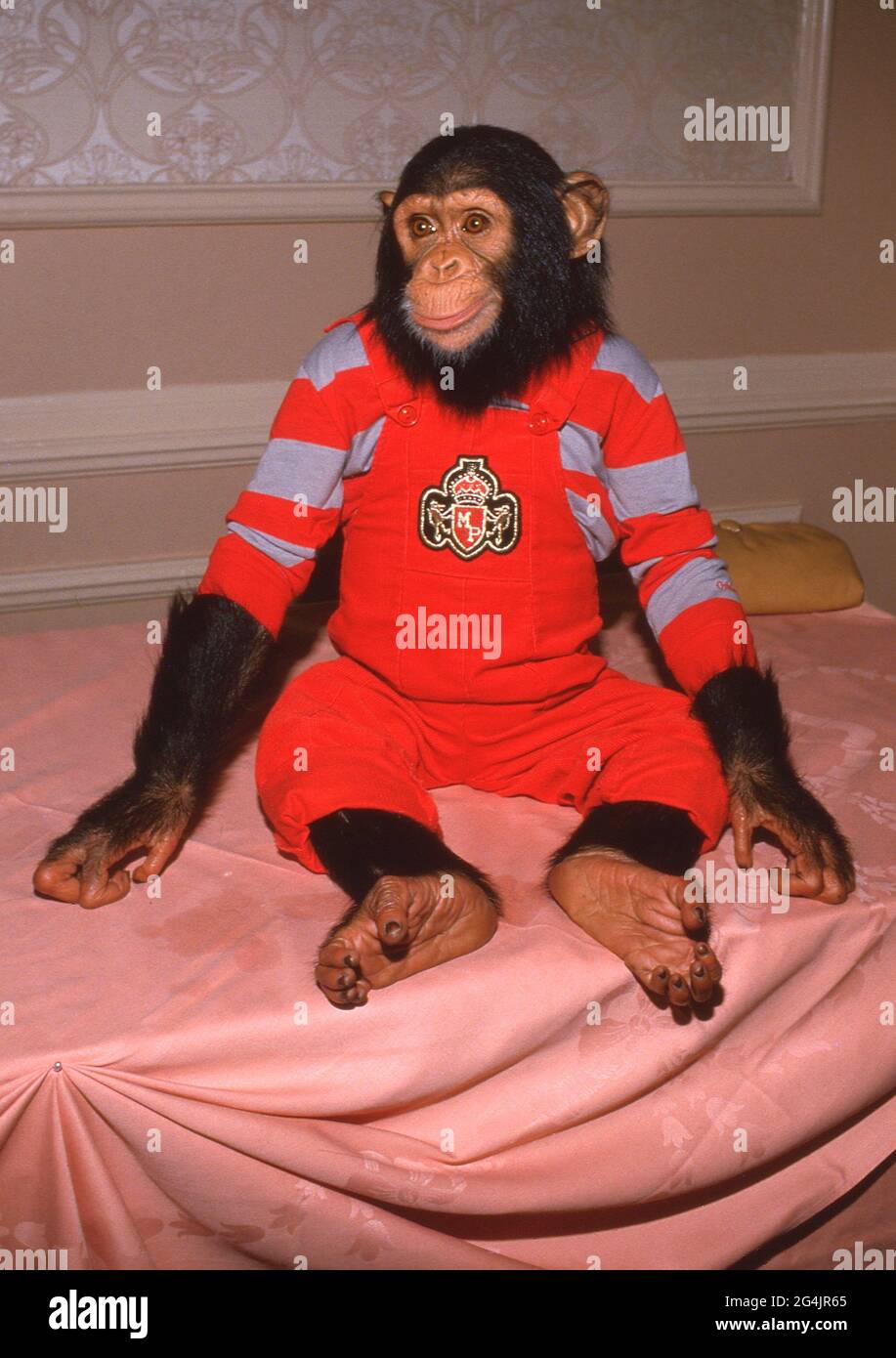 Bubbles the chimp hi res stock photography and images Alamy