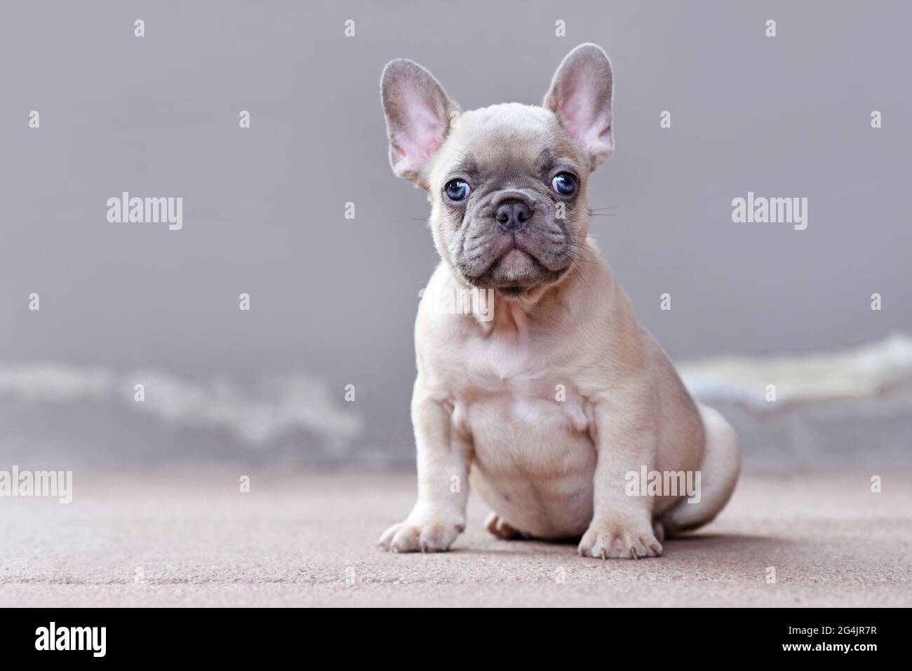 Small lilac fawn colored French Bulldog dog puppy with large funny blue eyes sitting in front of gray wall with copy space Stock Photo