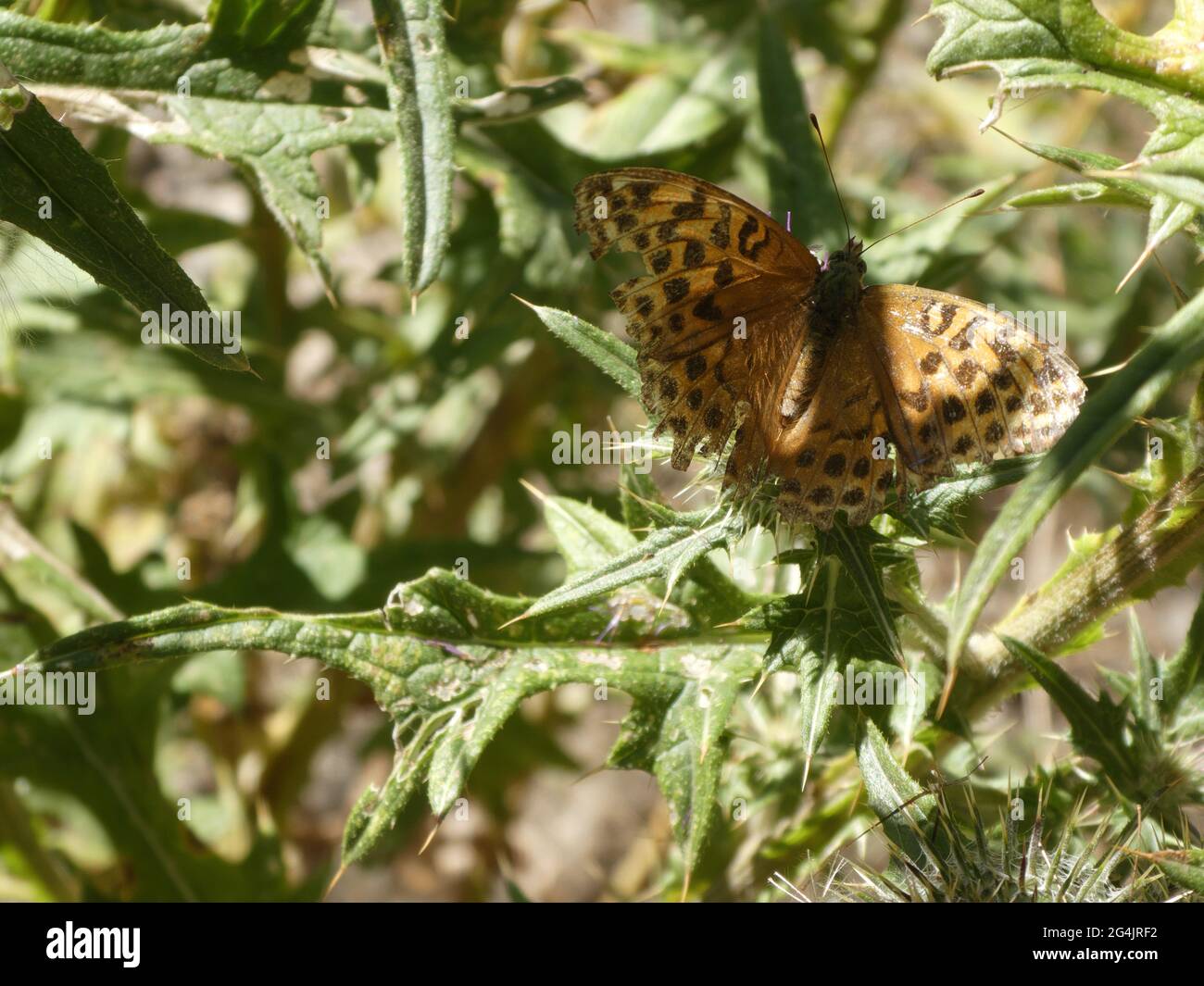 Colourful butterfly sitting on thistle in light and shadow Stock Photo