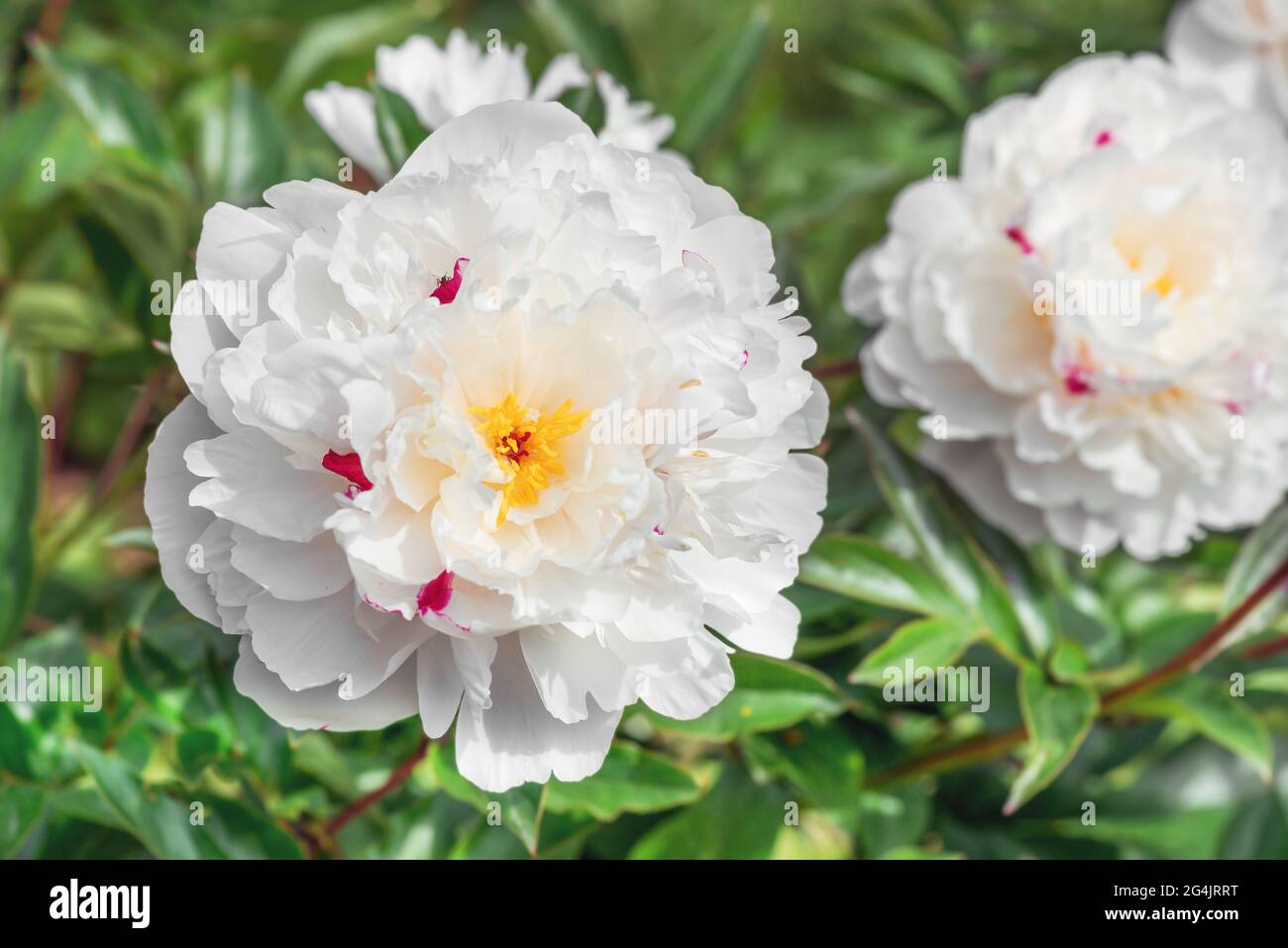 Peony Festiva Maxima is a versatile plant that looks equally great in single and group plantings, and even in cut. Stock Photo
