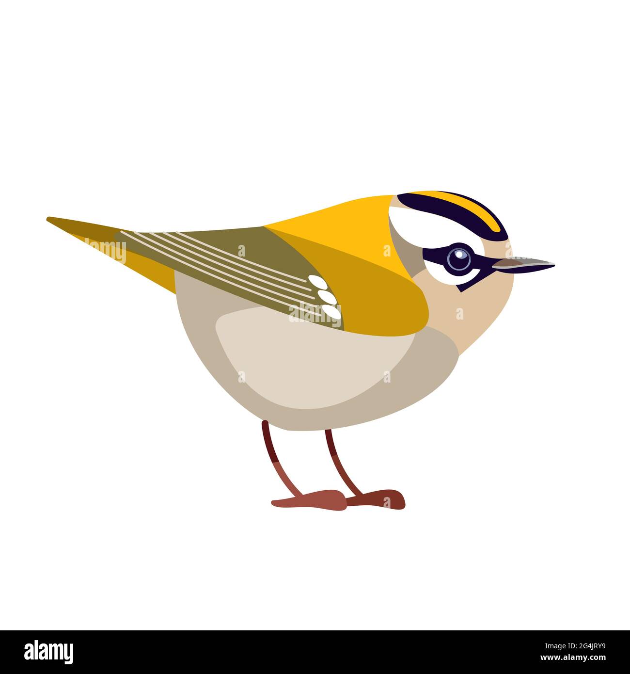 Firecrest or goldcrest is a very small passerine bird in the kinglet family. Tiny smallest Bird Cartoon flat vector illustration isolated on white Stock Vector Image & Art - Alamy Firecrest or goldcrest is a very small passerine bird in the kinglet family. Tiny smallest Bird Cartoon flat vector illustration isolated on white Stock Vector Image & Art - Alamy