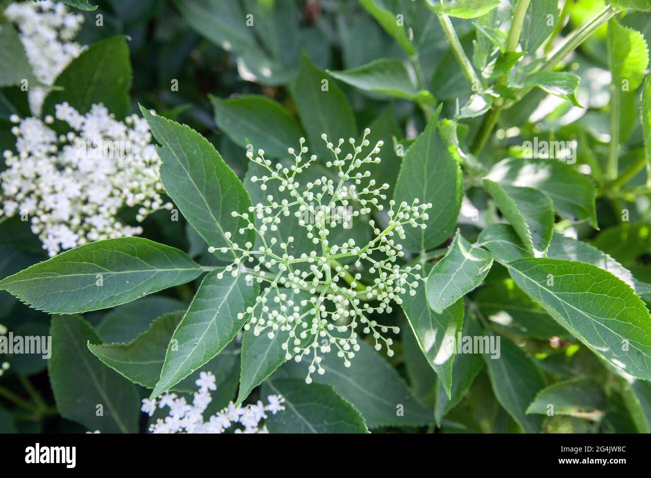 Elderflower (sambucus nigra) clusters Sambucus (elder or elderberry