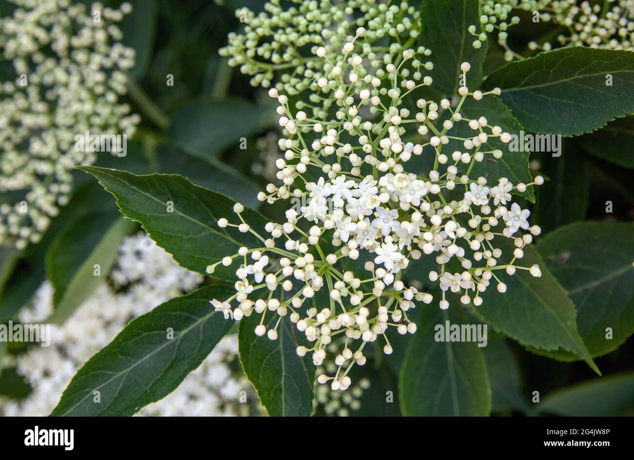 Elderflower (sambucus nigra) clusters Sambucus (elder or elderberry