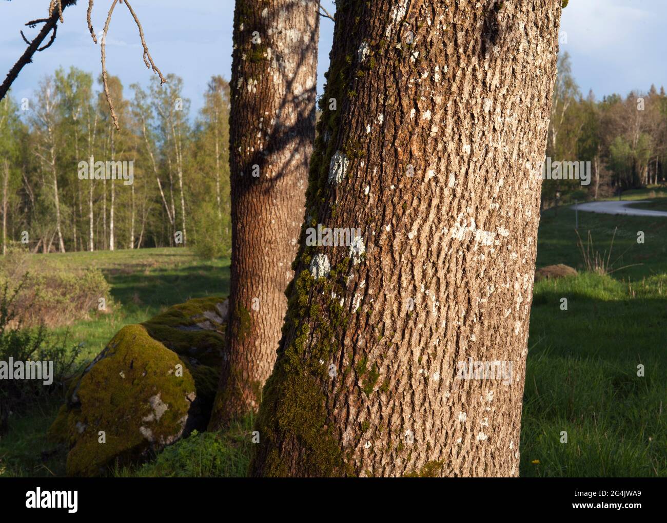 Close up on aspen trees, trunks in a forest. Rough surface. Stock Photo