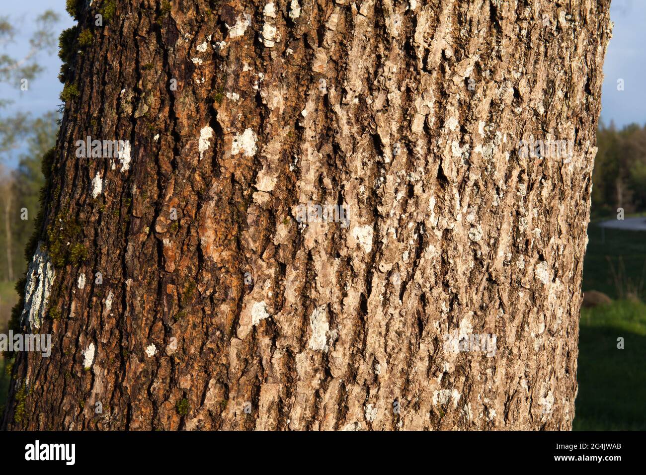 Close up on aspen trees, trunks in a forest. Rough surface. Stock Photo