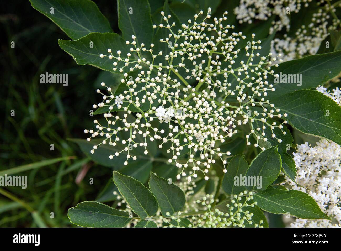 Elderflower (sambucus nigra) clusters Sambucus (elder or elderberry