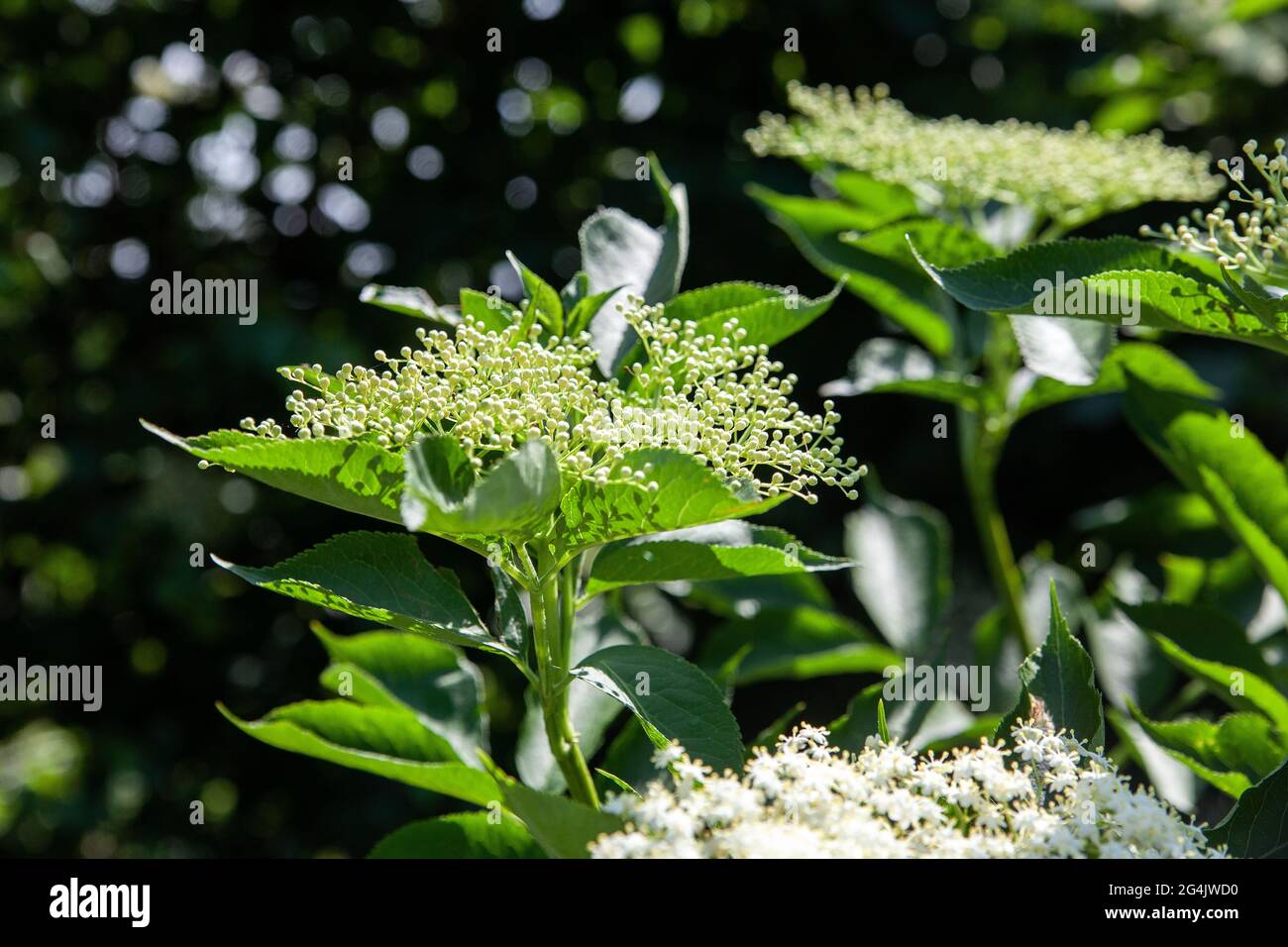 Elderflower (sambucus nigra) clusters Sambucus (elder or elderberry