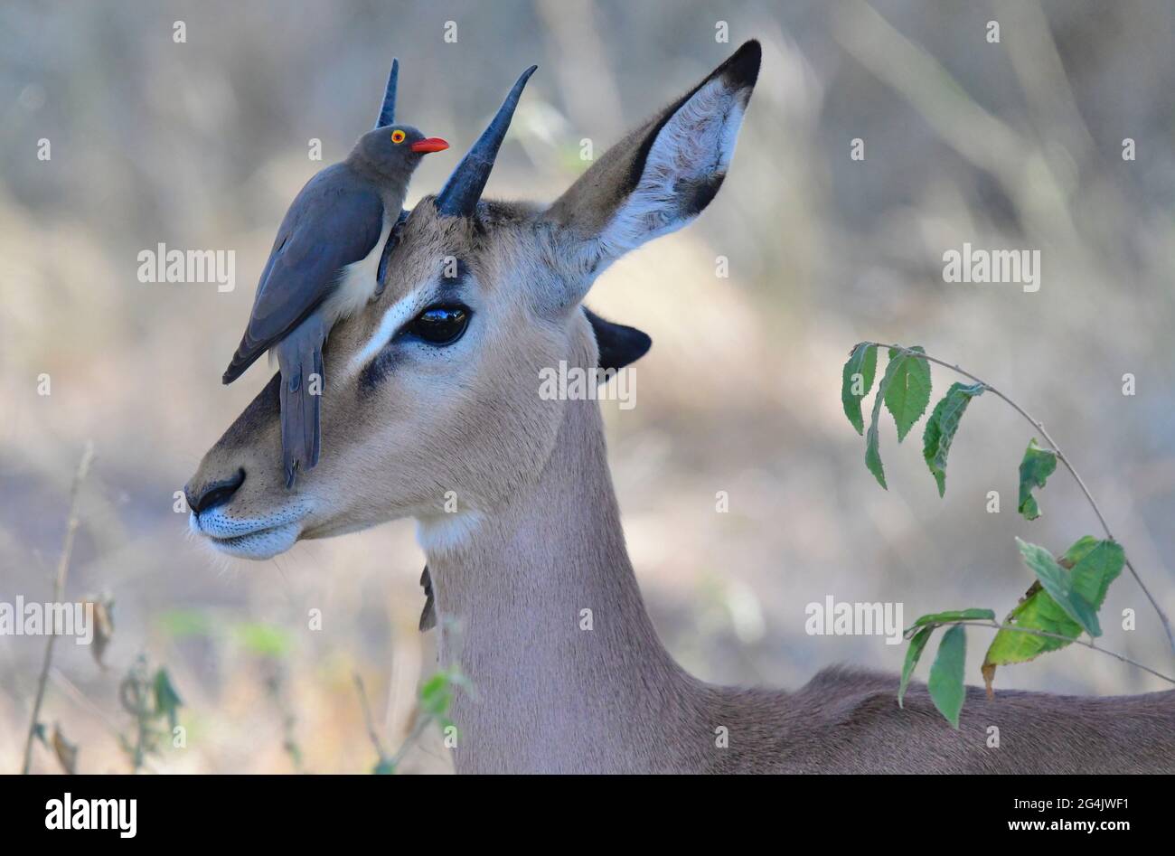 Bird watching is very rewarding in South Africa Stock Photo