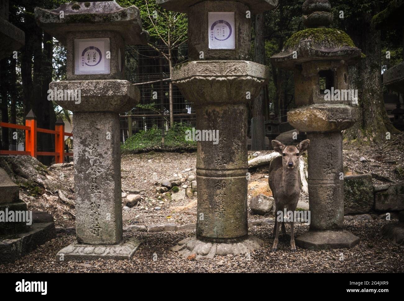 Deer standing between japanese outdoor lanterns in Nara park, Nara, Japan Stock Photo