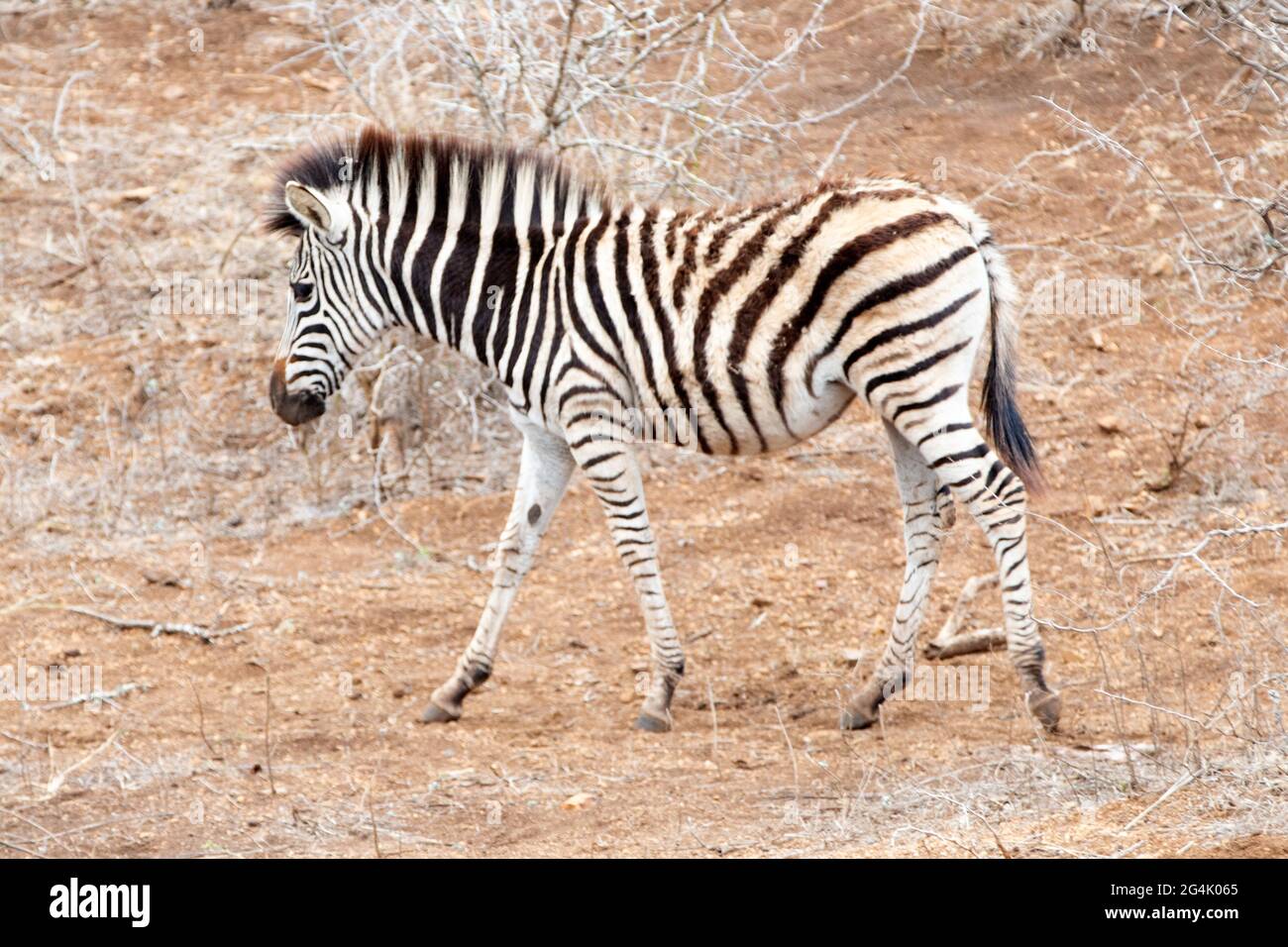 Zebra foal [equus quagga] walking in Kruger National Park in South Africa RSA Stock Photo