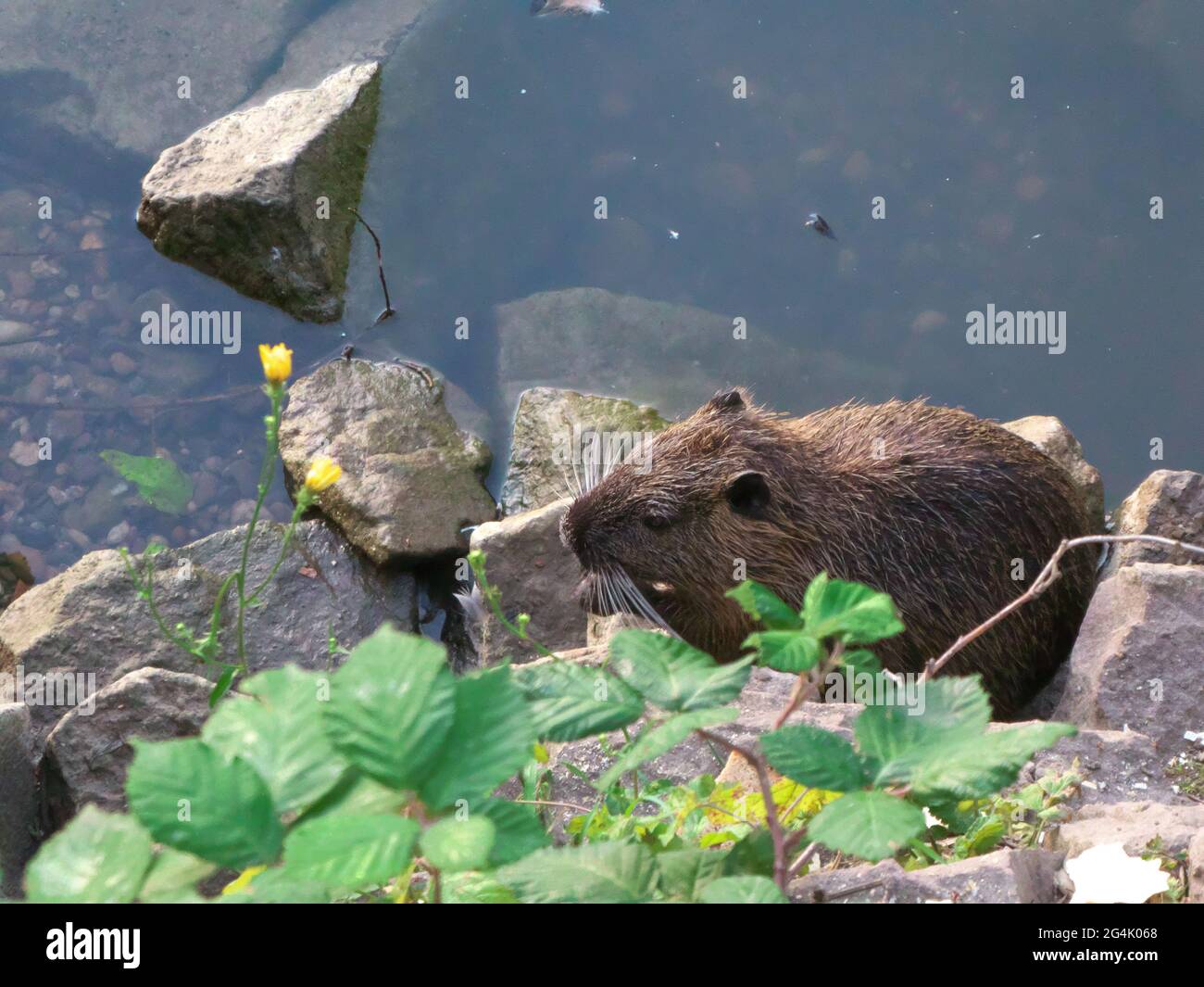 Wet young nutria sitting on stone wall Stock Photo