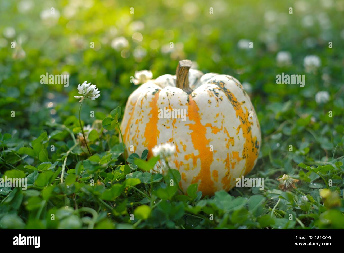 autumn season. pumpkin in blooming clover . Pumpkin harvest.Farmed organic pure vegetables. Growing pumpkin. Stock Photo