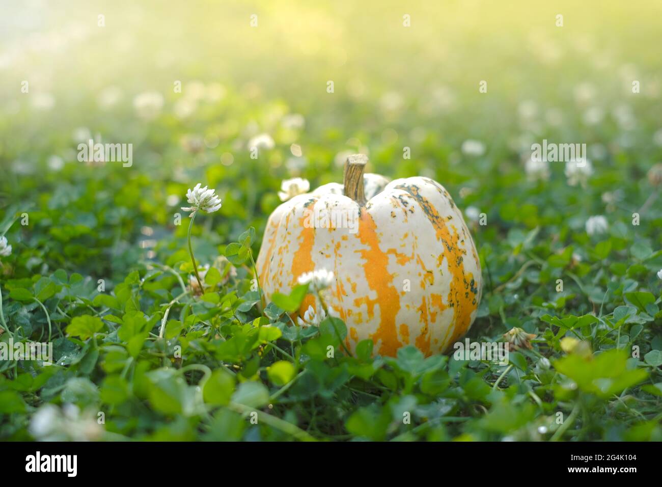 autumn season. pumpkin in blooming clover in the autumn garden. Pumpkin harvest.Farmed organic pure vegetables. Growing pumpkin. Stock Photo
