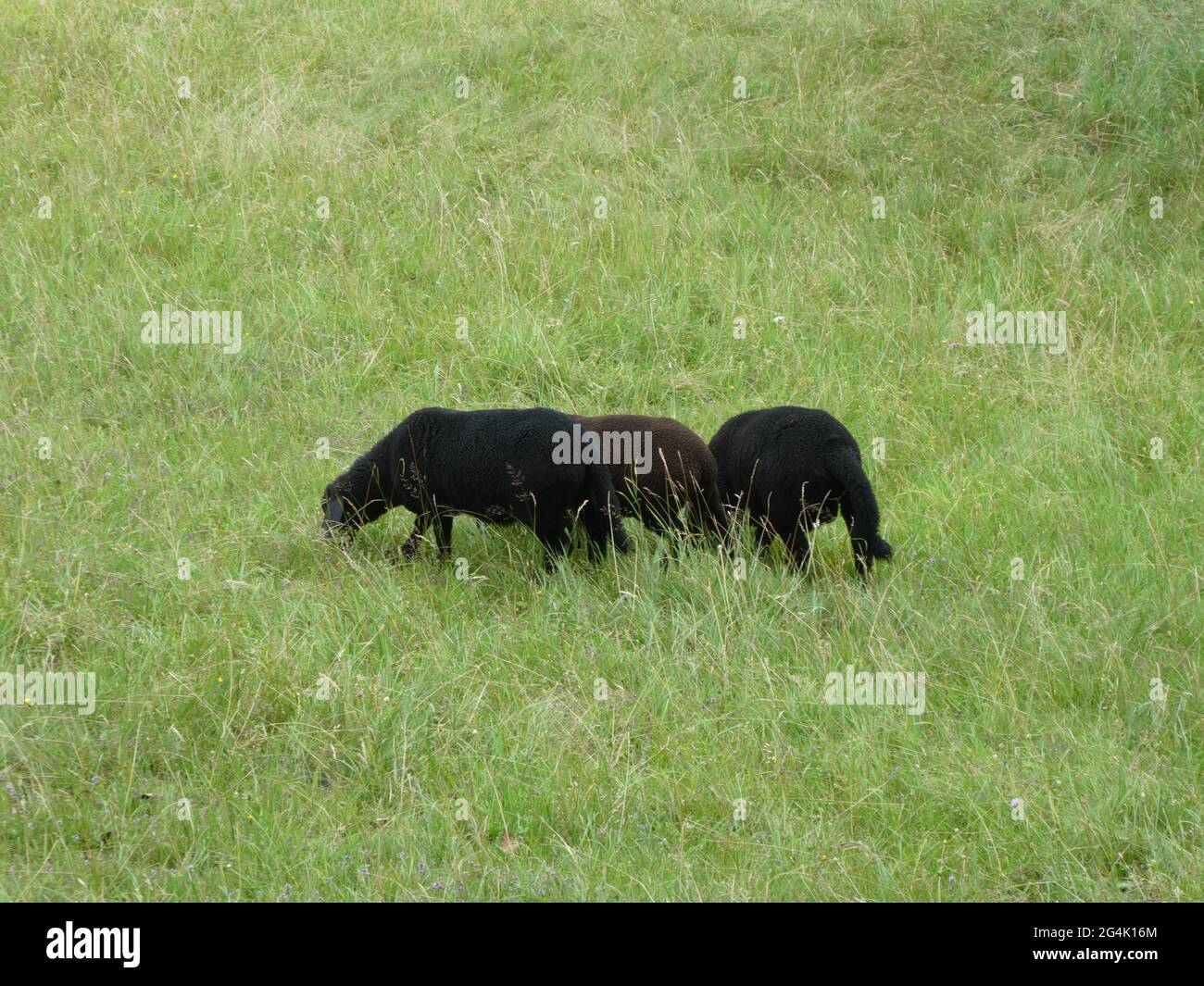 Three black sheeps grazing together on green meadow Stock Photo