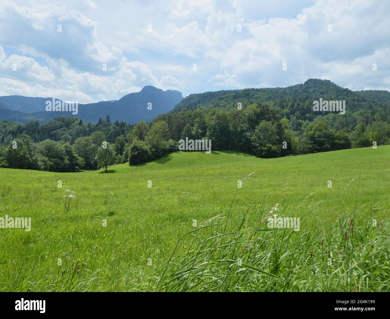 Alpine meadow in summer Stock Photo - Alamy