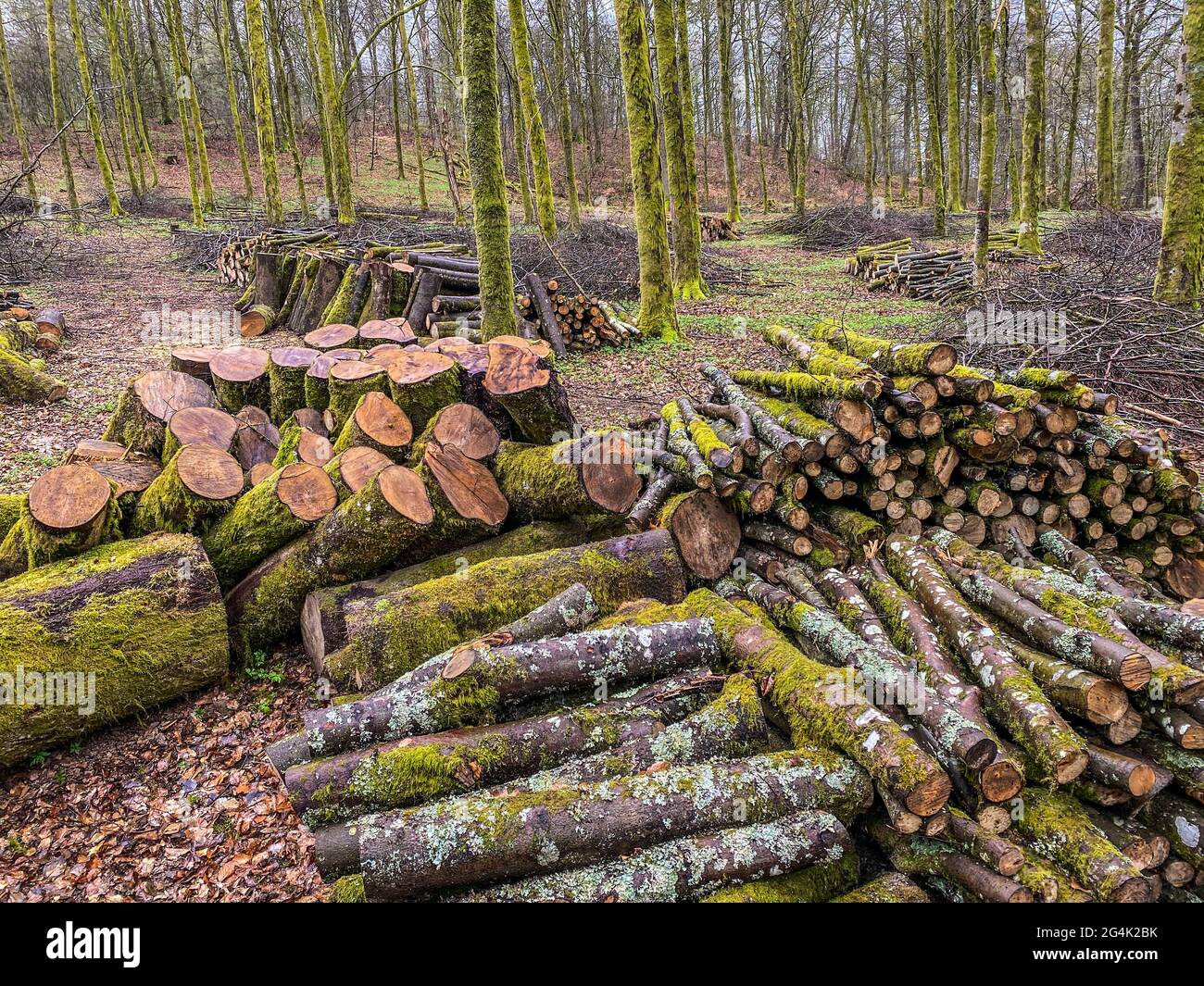 forest management, Forestry work, in a broadleaf forest, Stack of cut tree logs in a Virton forest, Luxembourg, Belgium Stock Photo