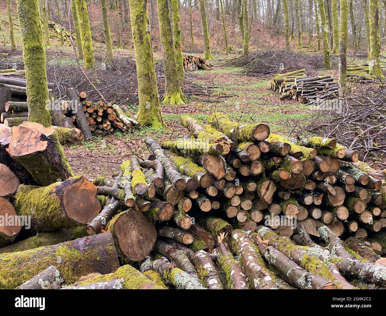 forest management, Forestry work, in a broadleaf forest, Stack of cut tree logs in a Virton forest, Luxembourg, Belgium Stock Photo