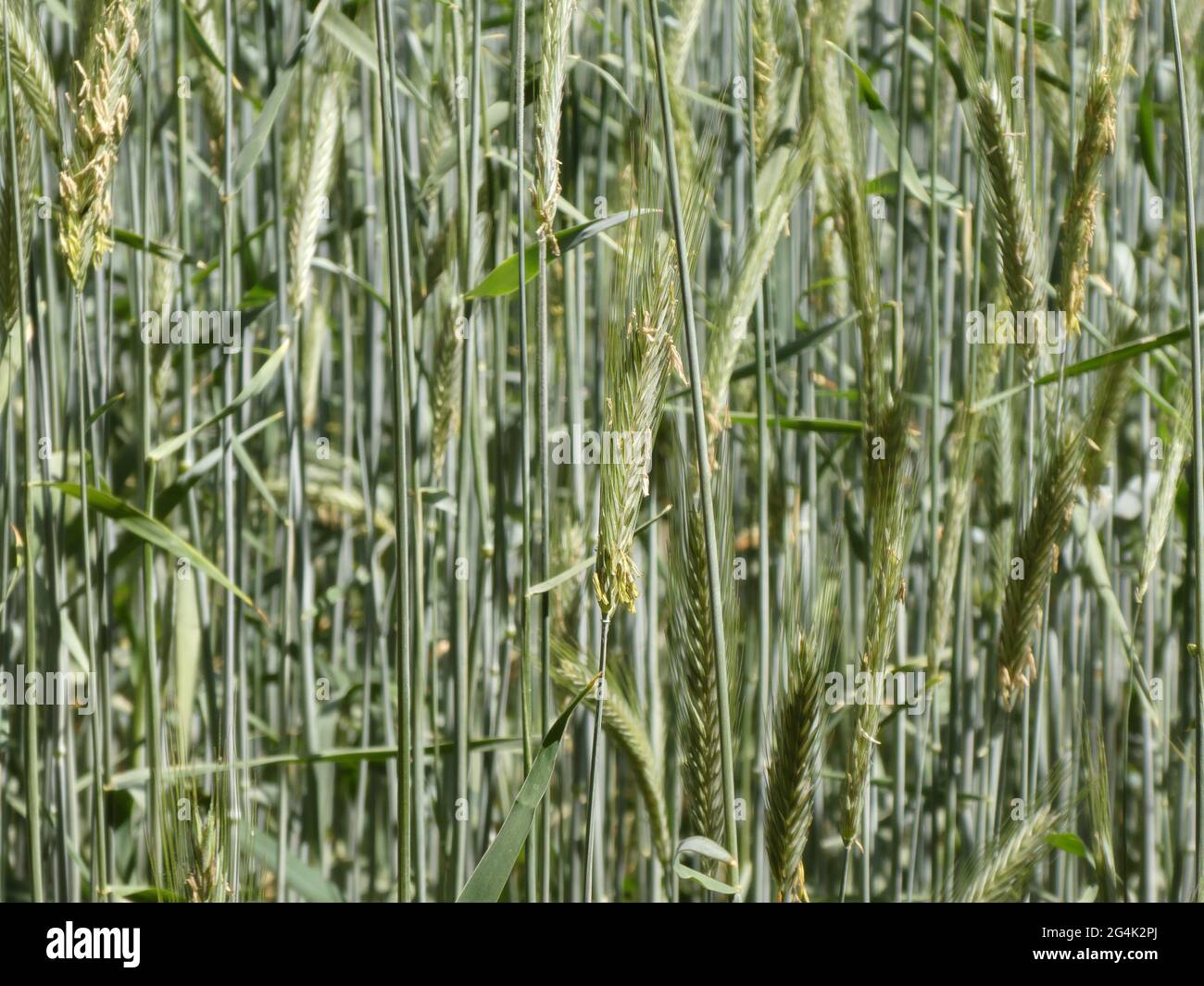 Filigreed ears of corn in cornfield Stock Photo Alamy