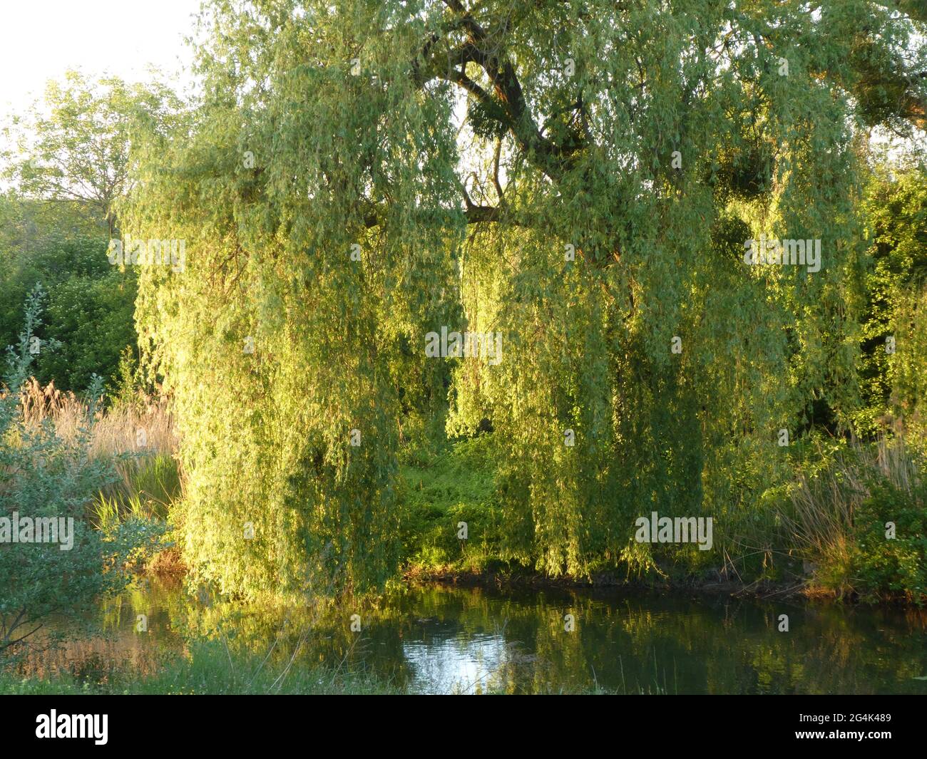 Scenic view of greening weeping willow in evening light Stock Photo - Alamy