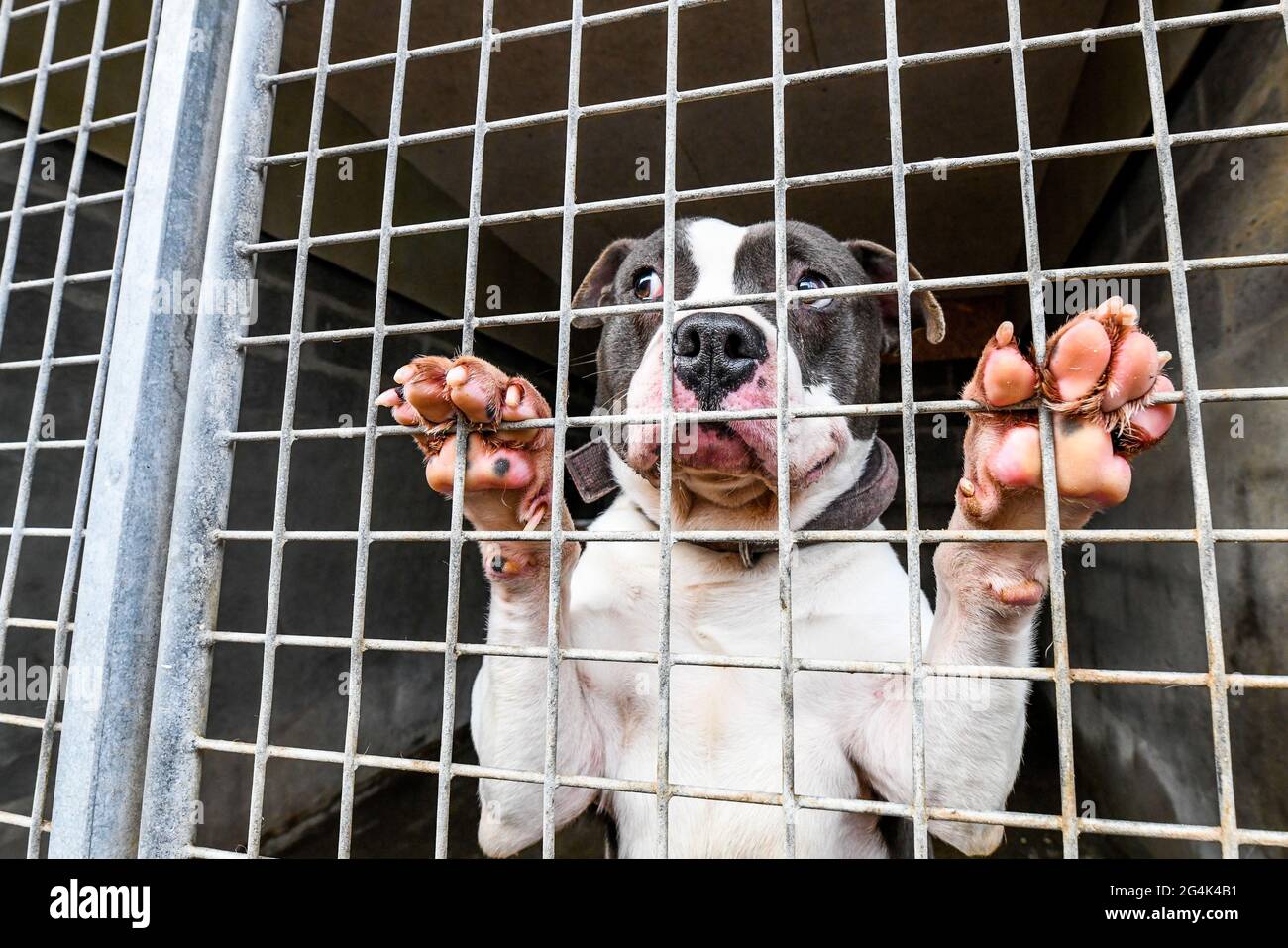 Cruelty to animals hi-res stock photography and images - Alamy Cruelty to animals hi-res stock photography and images - Alamy