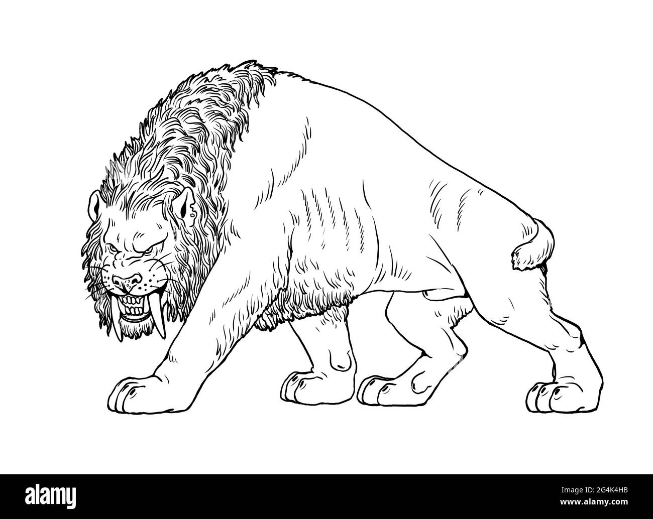 Saber tooth cat on the hunt. Animals illustration. Saber-toothed cat attack. Coloring book. Stock Photo
