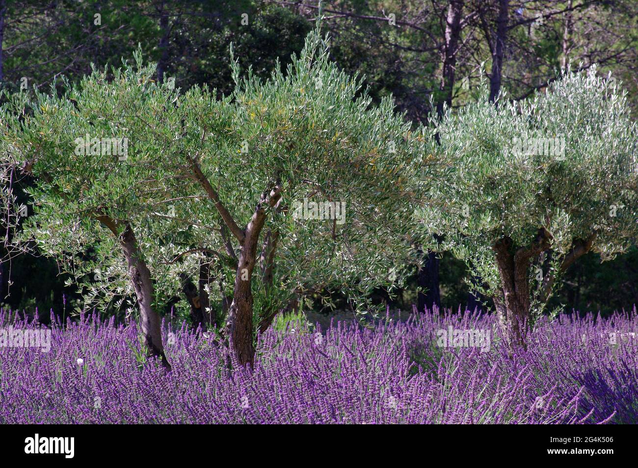FRANCE. VAR (83), OLIVE TREES IN A FIELD OF LAVENDER Stock Photo - Alamy