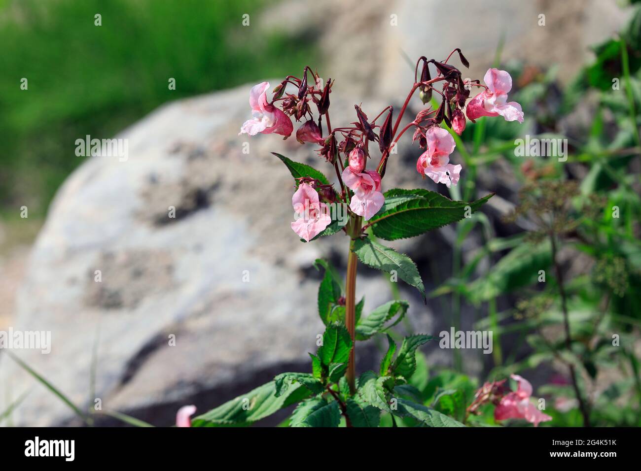 Impatiens glandulifera, Himalayan balsam, is  a large annual plant native to the Himalayas. It is considered an invasive species in many areas. Stock Photo