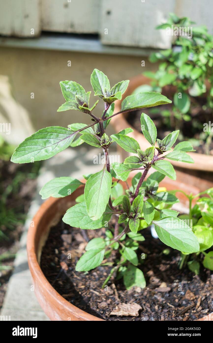 Vertical shot of Guernsey pigweed growing in a pot Stock Photo