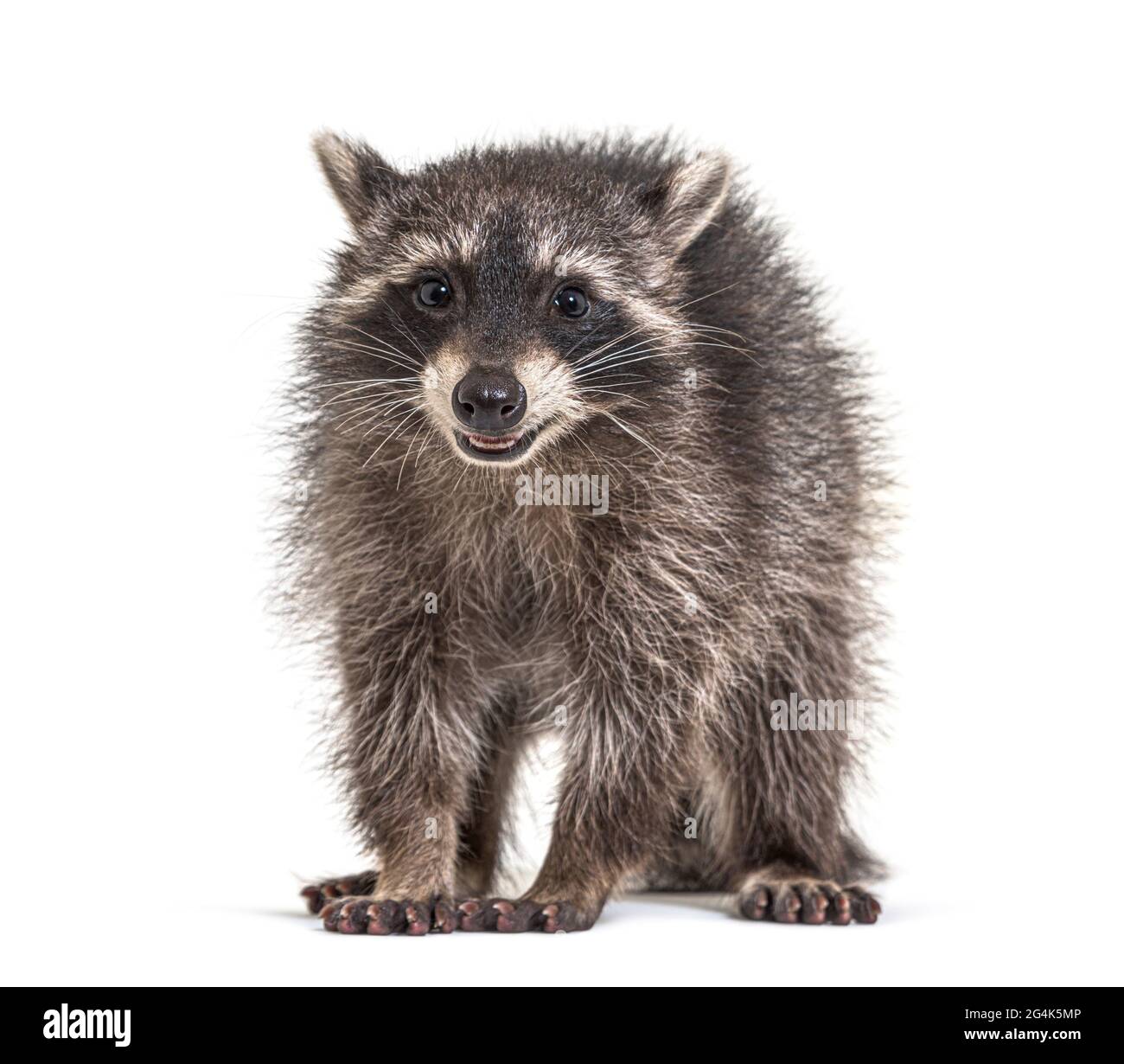 three months old young raccoon standing in front, isolated Stock Photo