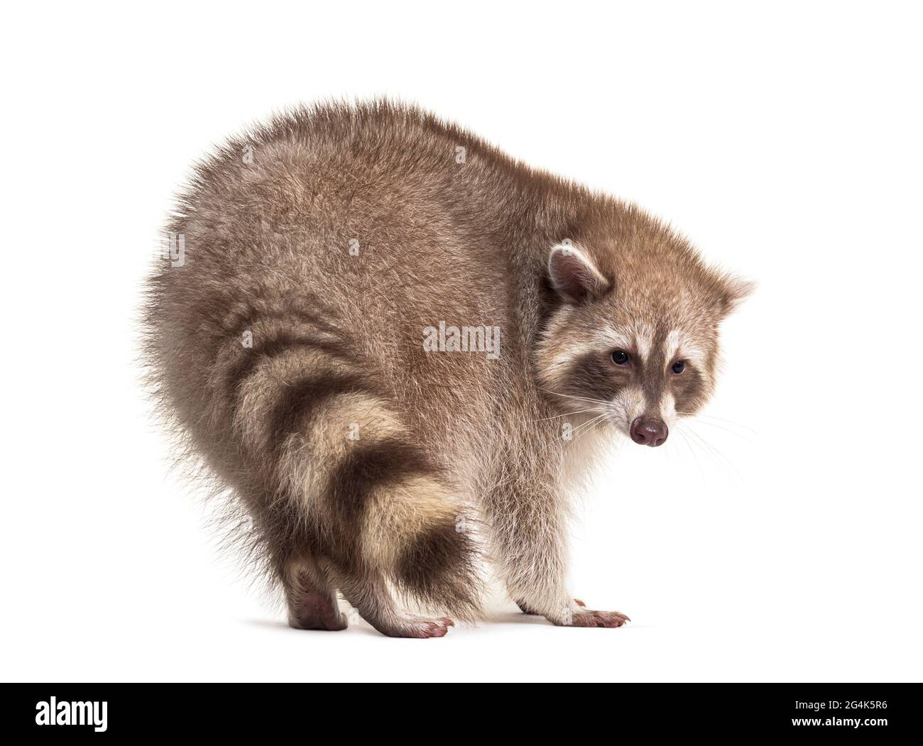 Back view on red raccoon turning its self and looking away Stock - Alamy
