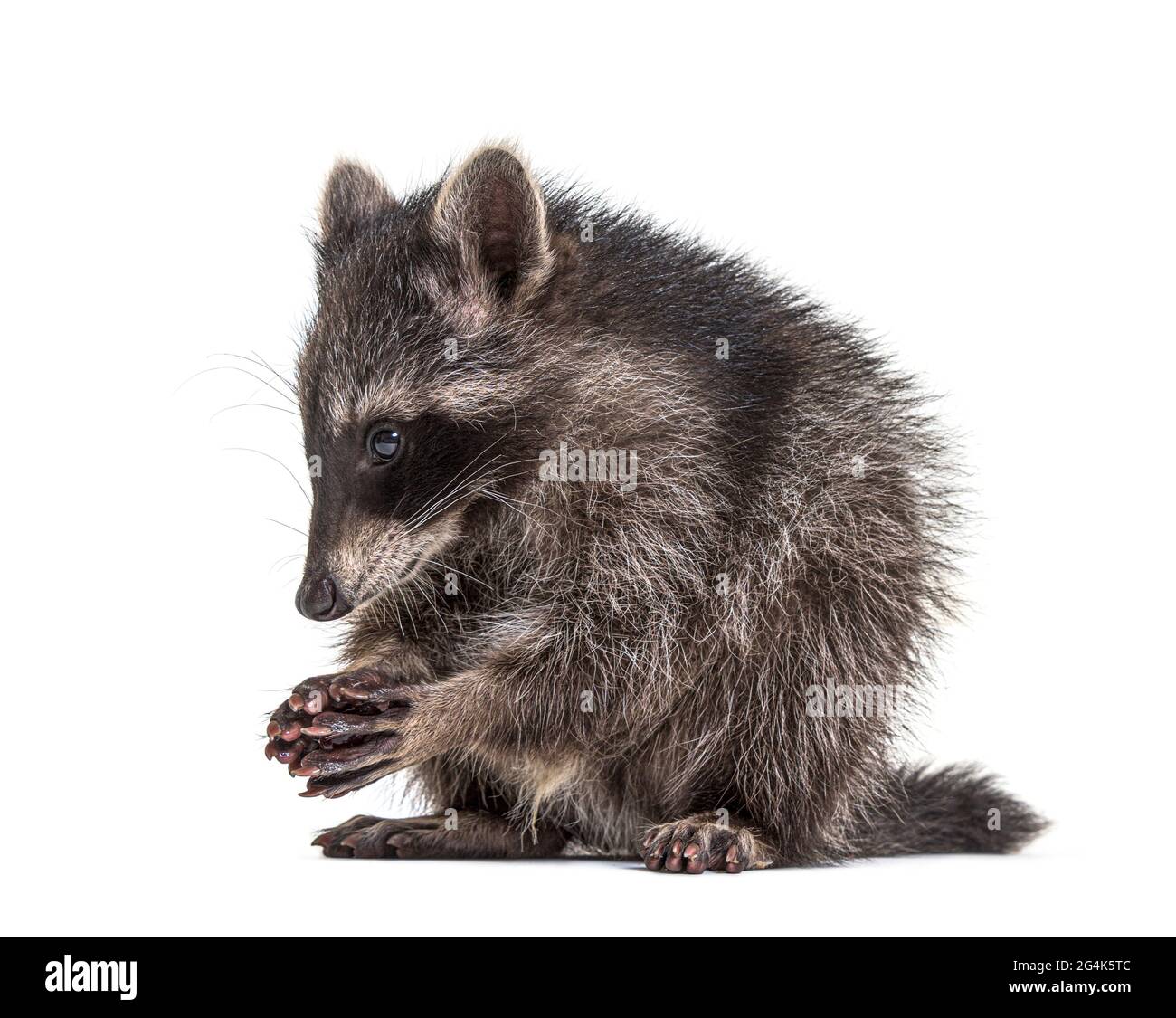 raccoon standing in front, isolated on white Stock Photo Alamy