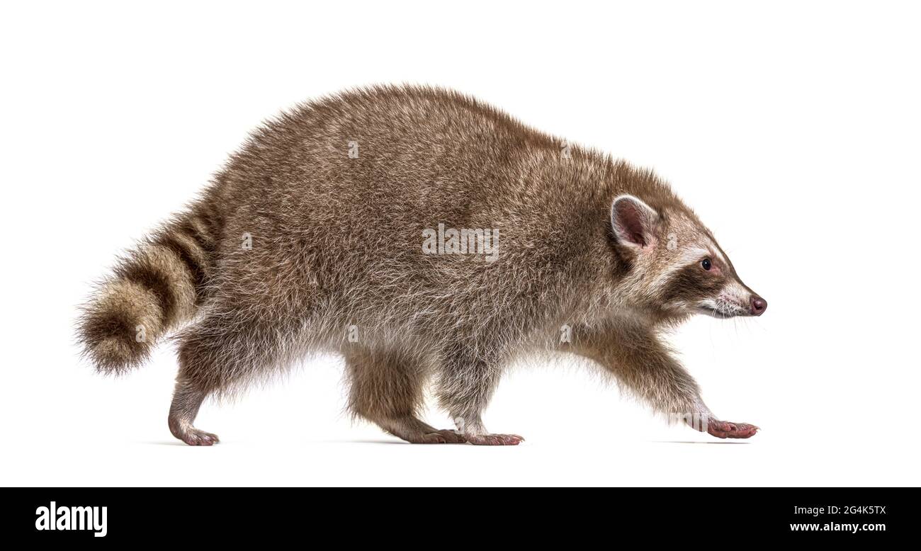 Side view, red raccoon walking away, Isolated Stock Photo