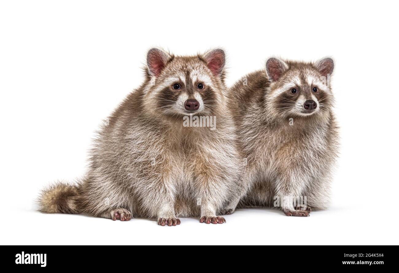 Two raccoons Cut Out Stock Images & Pictures - Alamy