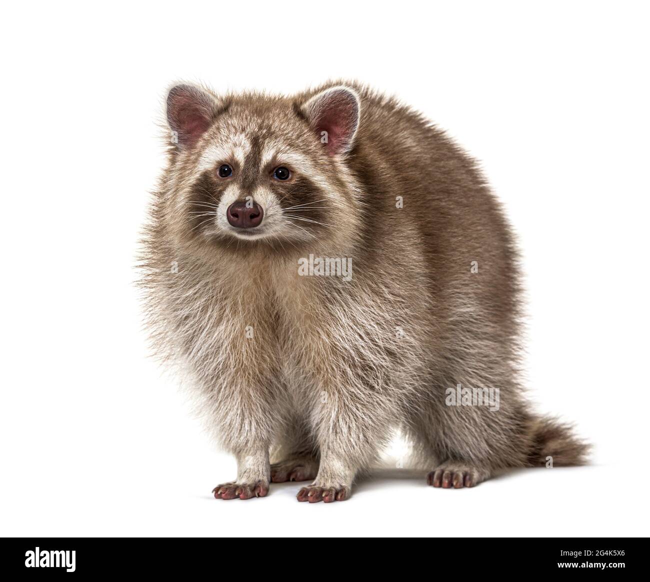 Red Haired Raccoon Red Raccoon standing and facing at the camera isolated on white Stock ...