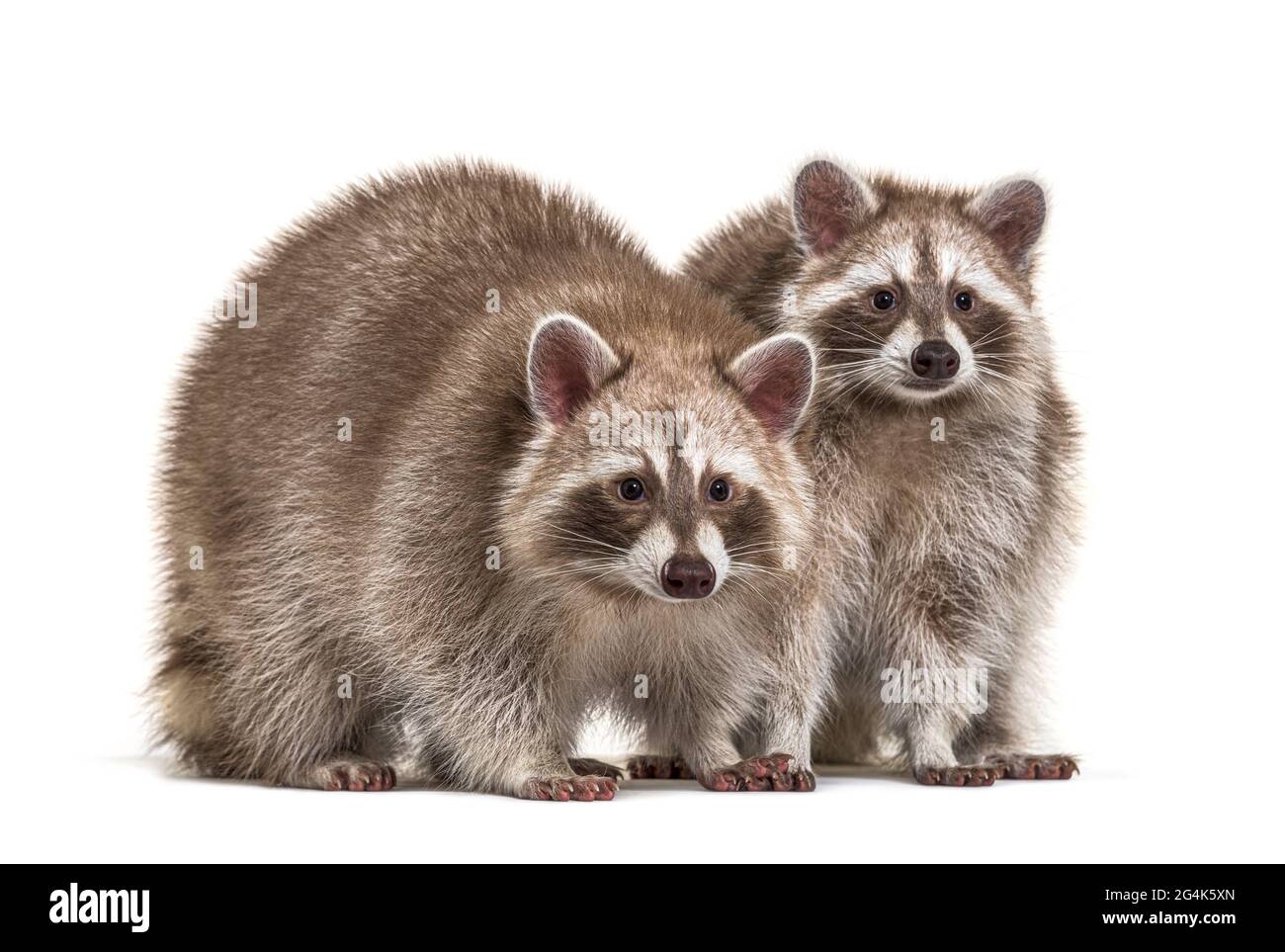 Multiple Raccoons Raccoons friend hi-res stock photography and images - Alamy